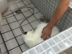 -贝贝宠物乐园(常青花园店)