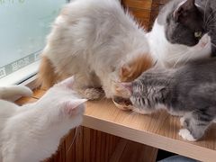 -猫的茶·猫咖