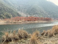 -小芝红树林