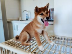 -宠福鑫康馨动物医院·骨科·眼科