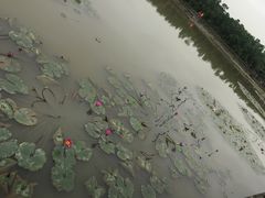 -大湾区中央湿地公园