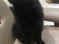 -藏猫猫咖啡主题馆(中央大道店)