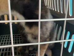 -瑞派康怡24h宠物医院·犬猫医疗中心·微创绝育(瑞景分院)