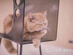 -飞行喵MR PILOT|猫舍·猫咖(静安大融城店)