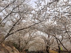 -樱花山风景区