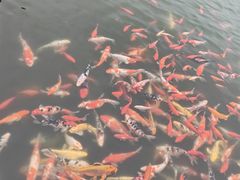 -东台西溪天仙缘景区