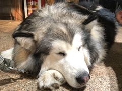 -more than meow吴止猫主题餐厅(承德 中船汇店)