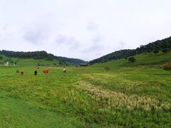 -关山草原
