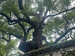 -惠山古镇·寄畅园