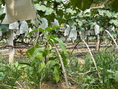 -马陆小张葡萄园农家乐