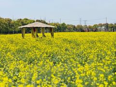 -庄行菜花景区