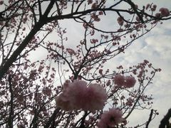 -天适樱花悠乐园