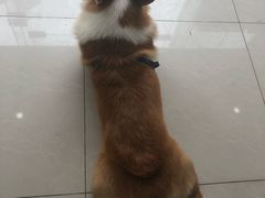 -创凡宠物医院·骨专科  猫科中心(西乡分院)