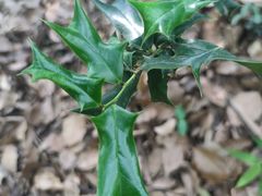 -上海佘山国家森林公园天马山园