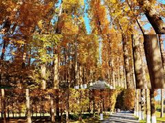 -黄海国家森林公园