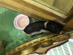 -藦茜花园宠物主题亲子互动体验馆(国顺东路店)