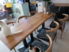 -平行世界·猫咖(首经贸店)