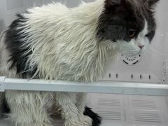 -爱洗澡的猫(望京店)