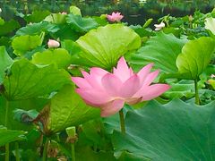 -荷塘月色湿地公园·向阳花洲