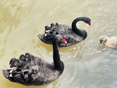 -上海野生动物园老虎餐厅