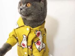-喵zoo家庭繁育猫舍(尖东智能花园店)