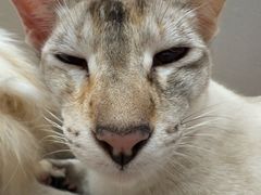 -MOCHA明星猫咖(田子坊店)