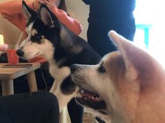 -喜柴咖啡·柴犬狗咖