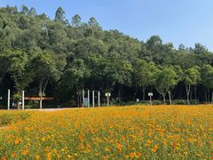 -顺峰山公园