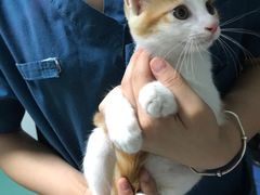 -瑞派先诺宠物医院•猫专科•普外科•中兽医(佛山院)