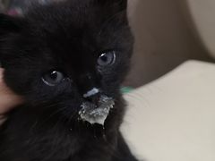 -北京观赏动物医院·24小时大型综合·猫专科·异宠专科