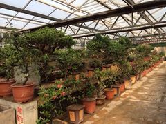 iphone_upload_pic-中国唐苑