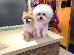 -我爱吾宠宠物美容院(朝阳路店)
