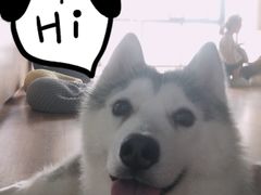 -Husky Go! 哈士奇体验馆·宠物咖啡厅狗咖