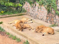 -西霞口神雕山野生动物世界