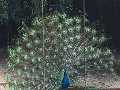 -深圳野生动物园