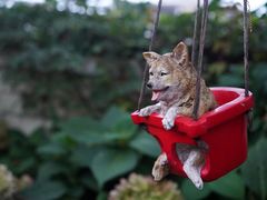 -喜柴咖啡·柴犬狗咖