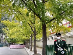 -三里屯东五街银杏大道