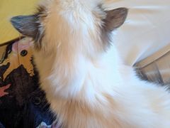 -有喵·猫咖·狗咖·30几只猫10只小狗(岗厦店)