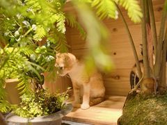 -自由生长植物工作室(深港花卉中心店)