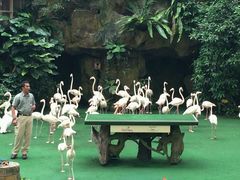 -新加坡飞禽公园