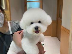 -帕帕拉兹宠物(亚洲旗舰店)