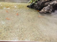 -森味薪火烧•烧鸟居酒屋•日本料理(望京店)