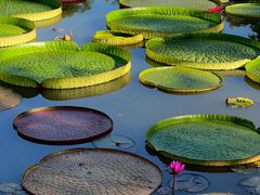 -中国科学院西双版纳热带植物园