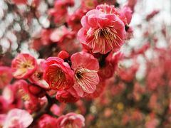 -梅花山(明孝陵内)