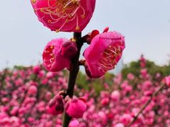 -艾溪湖湿地公园