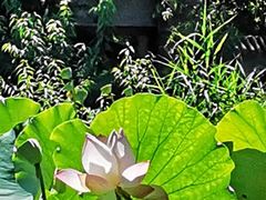 -莲花池公园