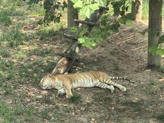 -西霞口神雕山野生动物世界