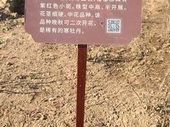 -曹州牡丹园