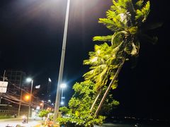 树都吹歪了-乔木提恩海滩