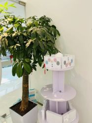 -agge蛋白医美